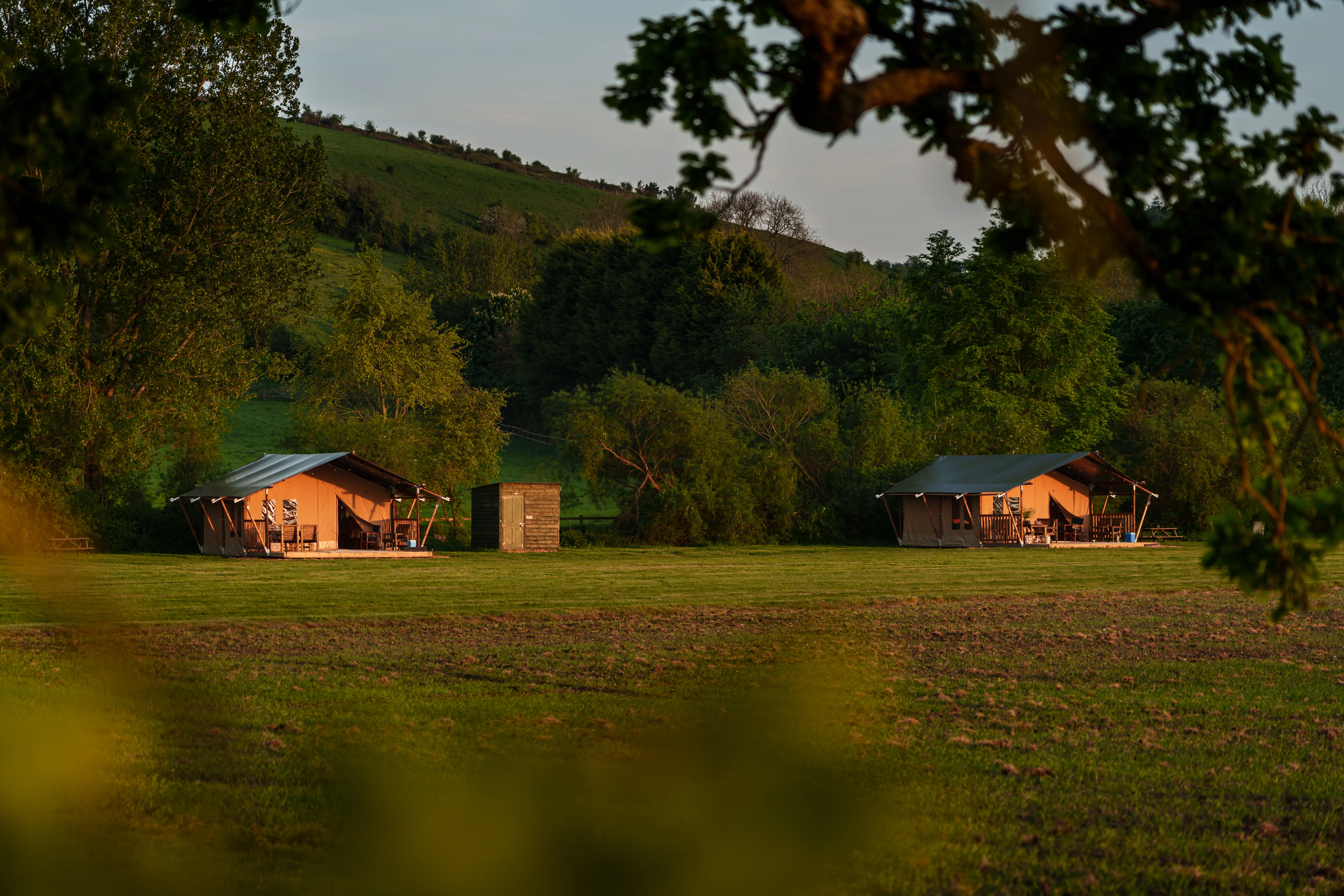 Two safari tents from the oak tree with branches in foreground at Chalke Valley