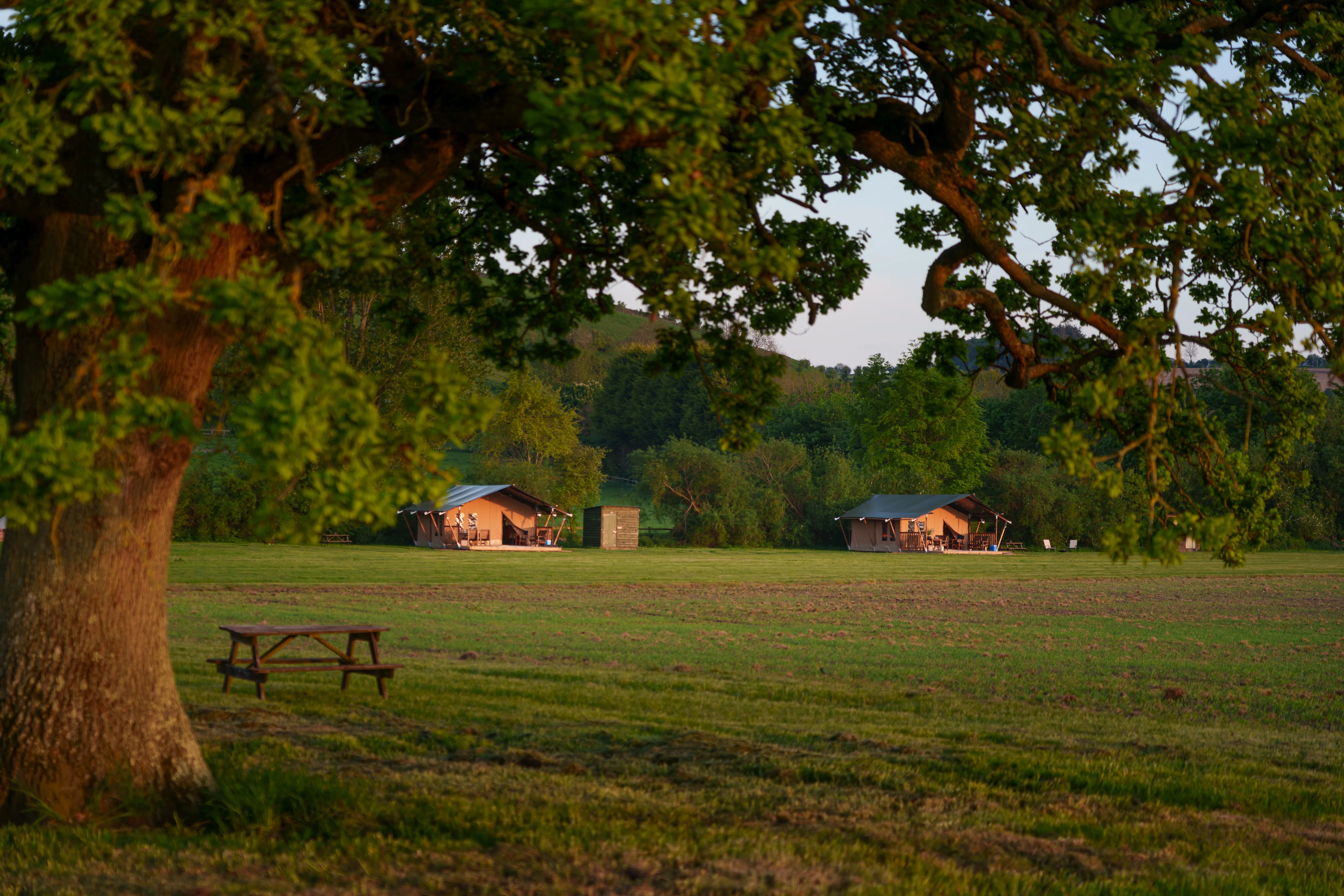 Bell and safari tents in the meadow with oak trees at Chalke Valley Camping