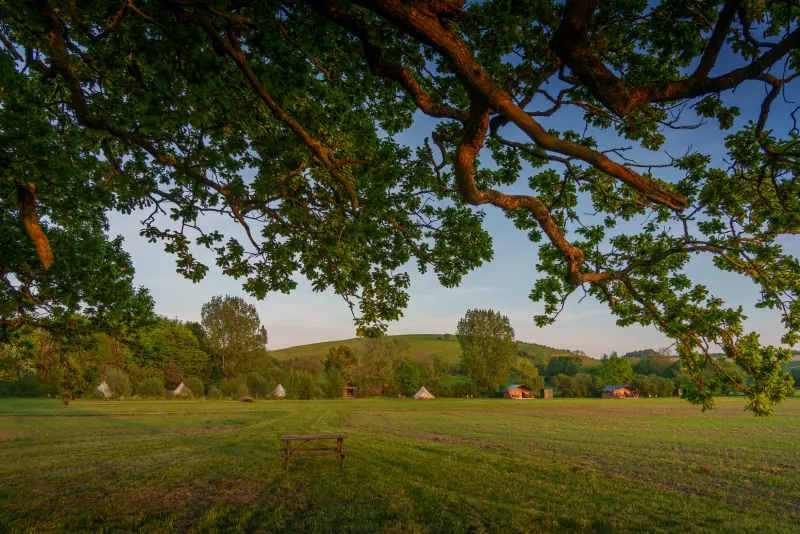 View of glamping site with oak tree branches in foreground and all tents in distance