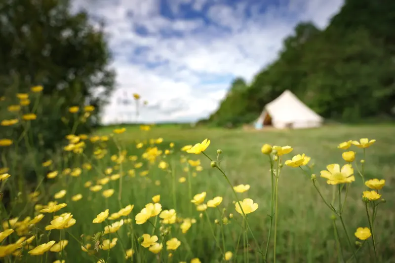 Yellow flowers and bell tent at Chalke Valley Camping